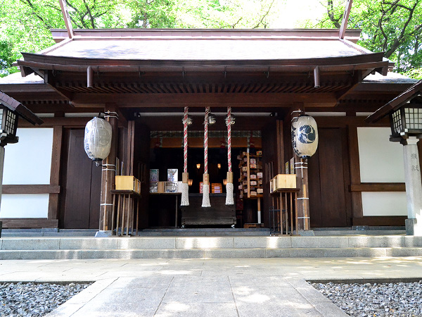 北沢川緑道の鴨