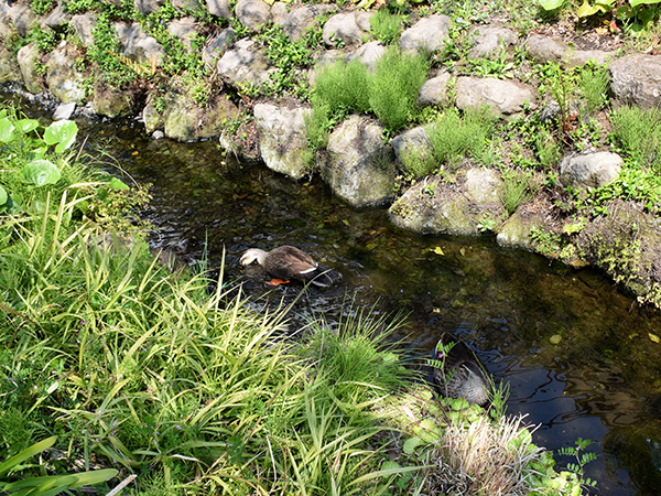 北沢川緑道の鴨