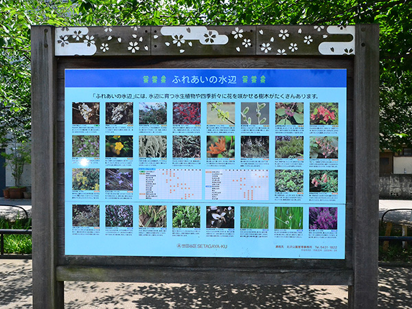 北沢川緑道の花