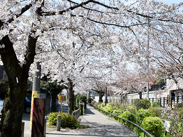 北沢川緑道桜
