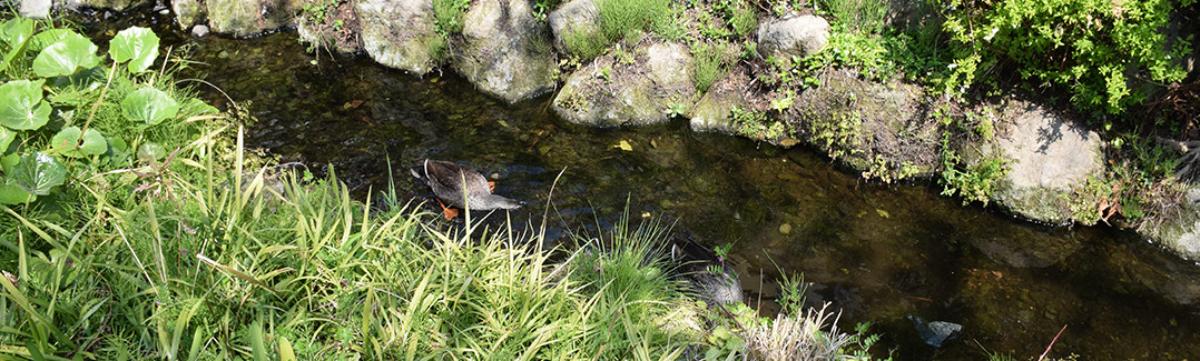 世田谷区代田北沢川緑道 鴨