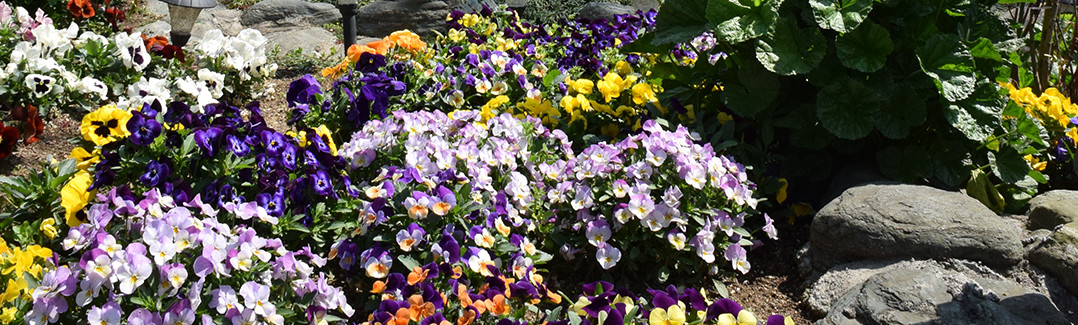 世田谷区代田北沢川緑道 花壇