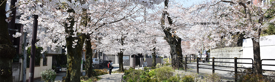 世田谷区代田北沢川緑道 桜